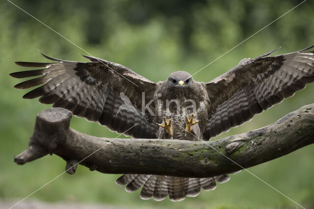 Common Buzzard (Buteo buteo)