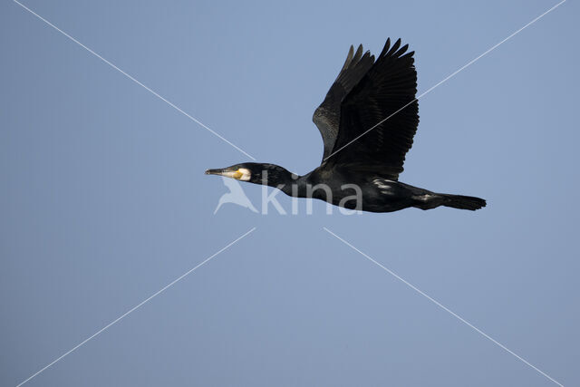 Cormorant (Nannopterum harrisi)