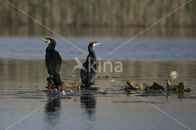 Cormorant (Nannopterum harrisi)