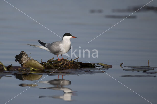 Common Tern (Sterna hirundo)