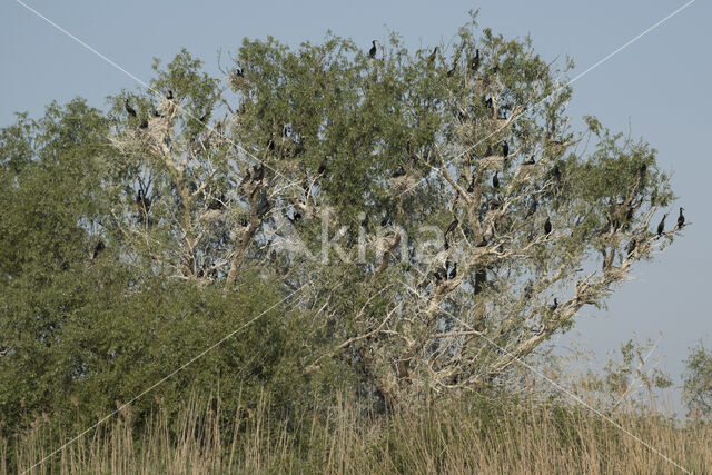 Cormorant (Nannopterum harrisi)