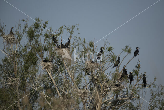 Cormorant (Nannopterum harrisi)