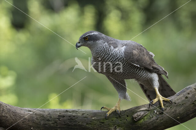 Goshawk (Accipiter gentilis)