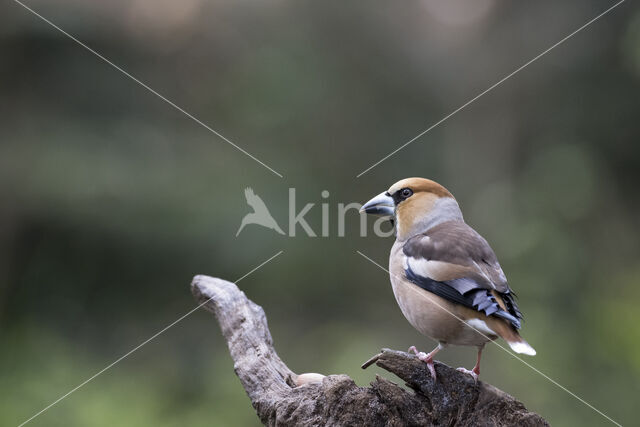 Hawfinch (Coccothraustes coccothraustes)