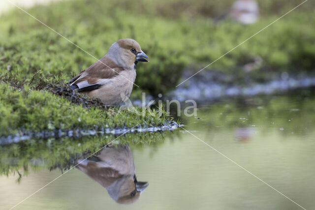 Hawfinch (Coccothraustes coccothraustes)