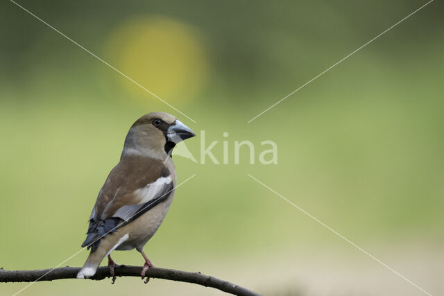 Appelvink (Coccothraustes coccothraustes)