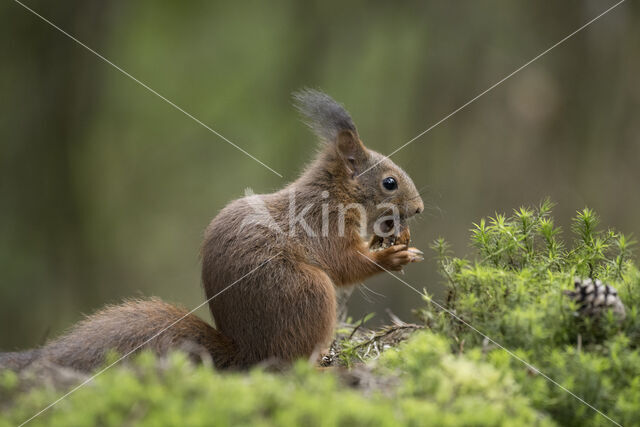 Red Squirrel (Sciurus vulgaris)