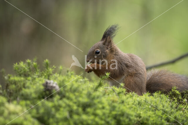 Red Squirrel (Sciurus vulgaris)