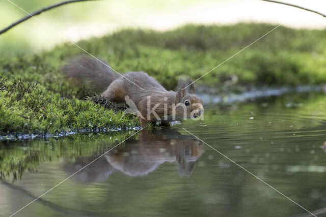 Red Squirrel (Sciurus vulgaris)