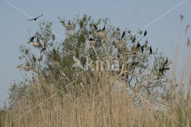 Cormorant (Nannopterum harrisi)