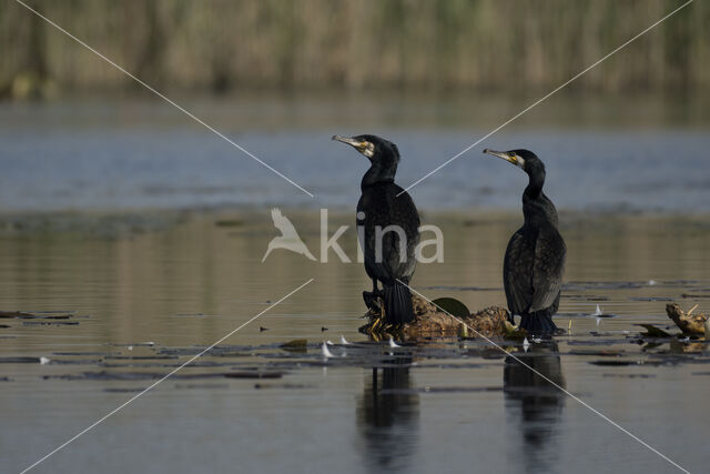 Cormorant (Nannopterum harrisi)