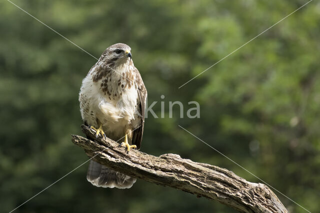 Common Buzzard (Buteo buteo)