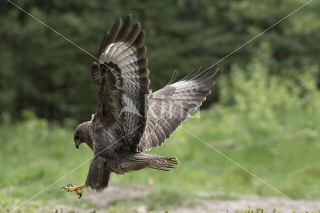 Common Buzzard (Buteo buteo)