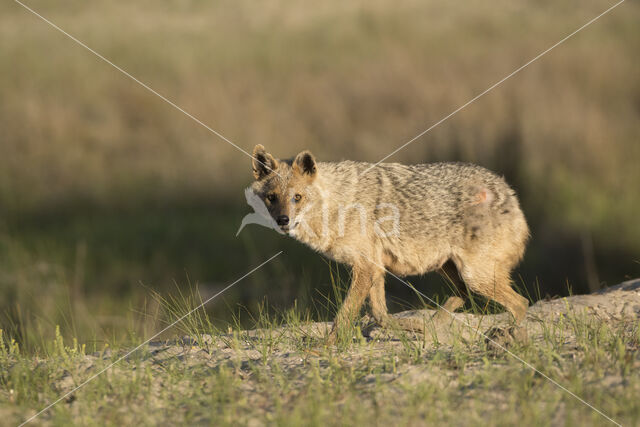 golden jackal (Canis aureus)