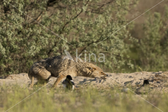 golden jackal (Canis aureus)