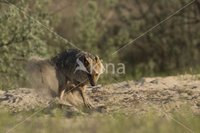 golden jackal (Canis aureus)