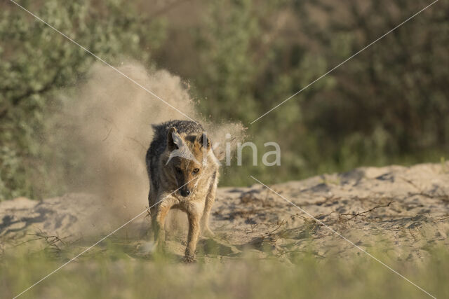 golden jackal (Canis aureus)