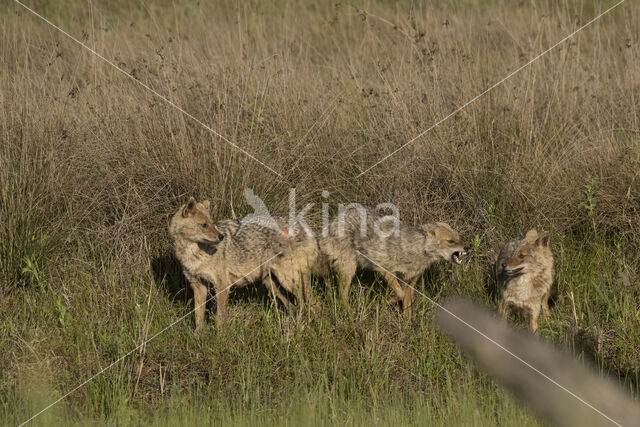 golden jackal (Canis aureus)