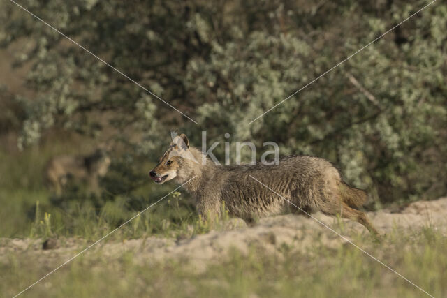 golden jackal (Canis aureus)
