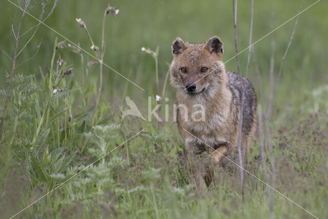 golden jackal (Canis aureus)