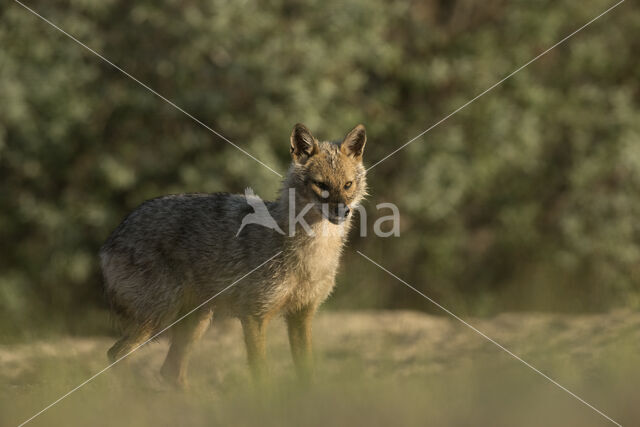 golden jackal (Canis aureus)