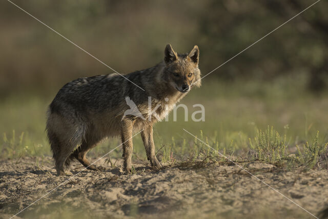 golden jackal (Canis aureus)