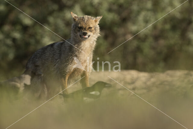 golden jackal (Canis aureus)