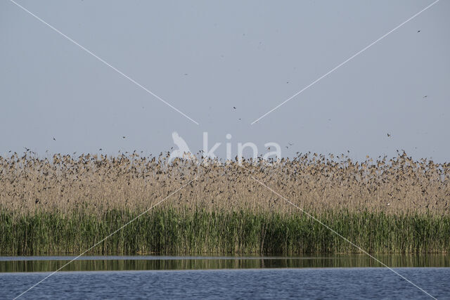 Bank Swallow (Riparia riparia)