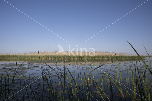 Bank Swallow (Riparia riparia)