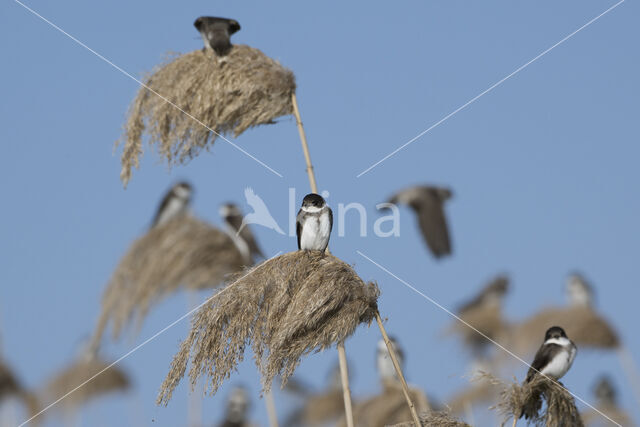 Bank Swallow (Riparia riparia)