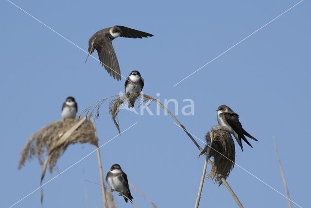 Bank Swallow (Riparia riparia)