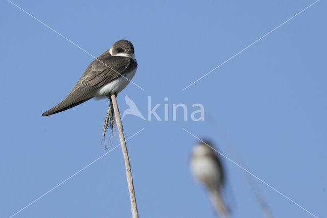 Bank Swallow (Riparia riparia)