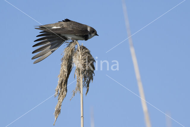 Bank Swallow (Riparia riparia)