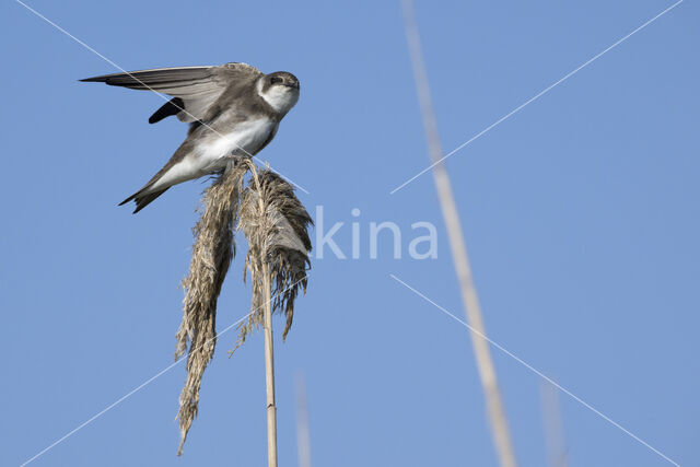 Bank Swallow (Riparia riparia)