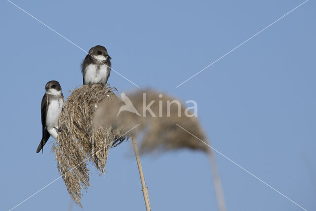 Oeverzwaluw (Riparia riparia)