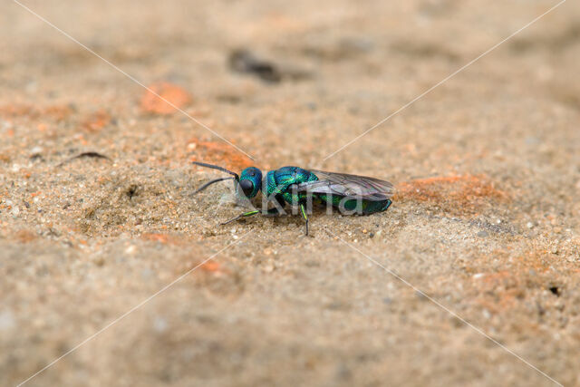 goudwesp (trichrysis cyanea)