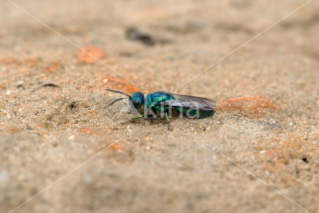 goudwesp (trichrysis cyanea)