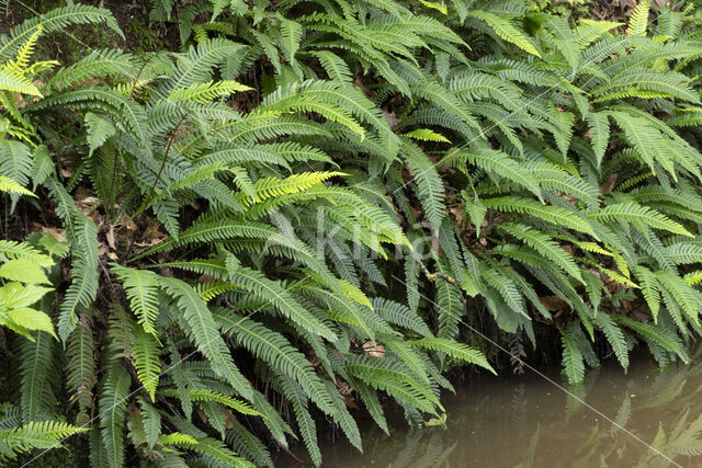 Dubbelloof (Blechnum spicant)