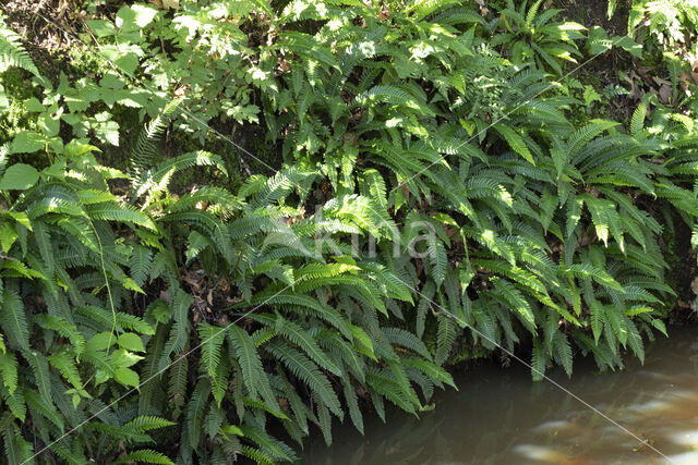 Dubbelloof (Blechnum spicant)