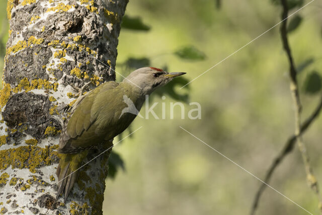 Grijskopspecht (Picus canus)