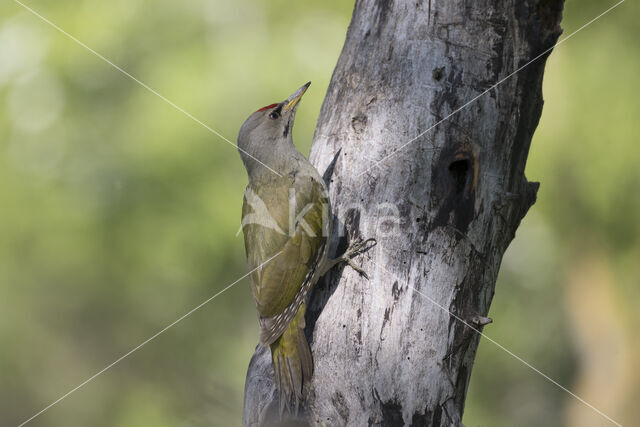 Grey-faced Woodpecker (Picus canus)