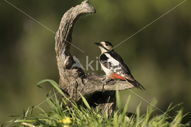 Great Spotted Woodpecker (Dendrocopos major)