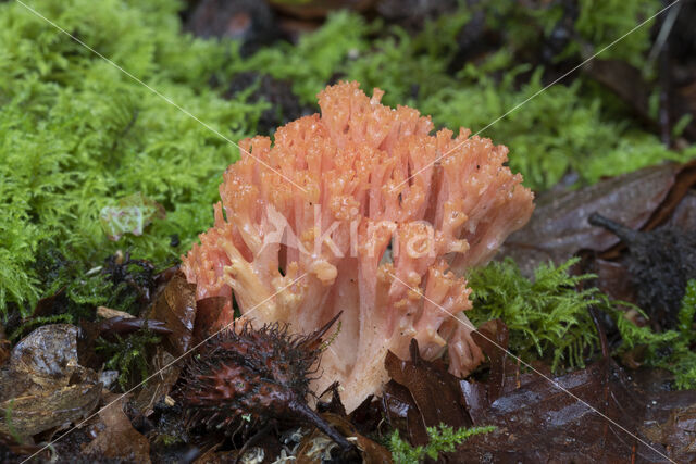 beukenkoraalzwam (ramaria subbotrytis)