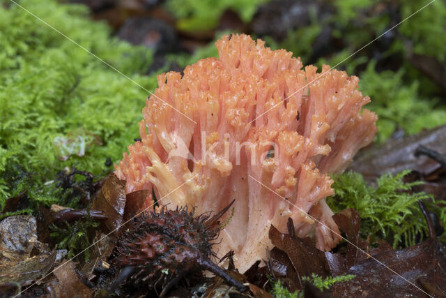 beukenkoraalzwam (ramaria subbotrytis)