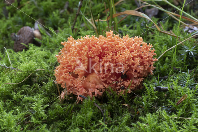 beukenkoraalzwam (ramaria subbotrytis)