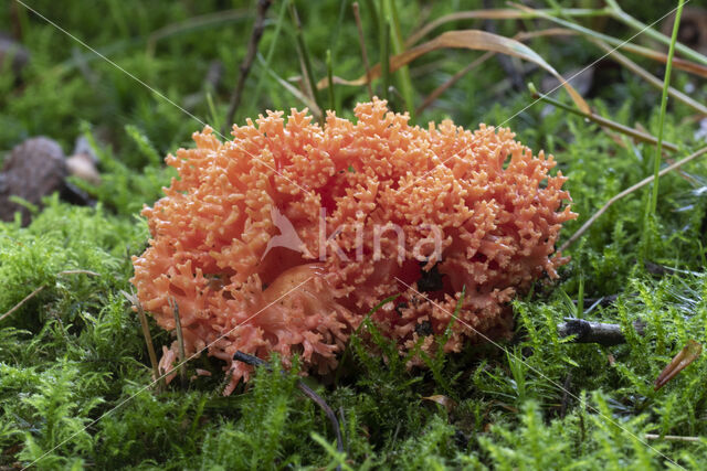 beukenkoraalzwam (ramaria subbotrytis)