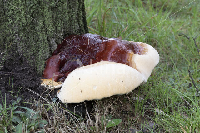 Harslakzwam (Ganoderma resinaceum)