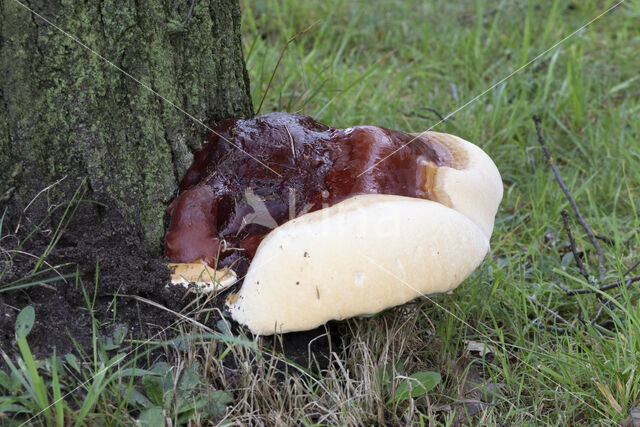 Harslakzwam (Ganoderma resinaceum)