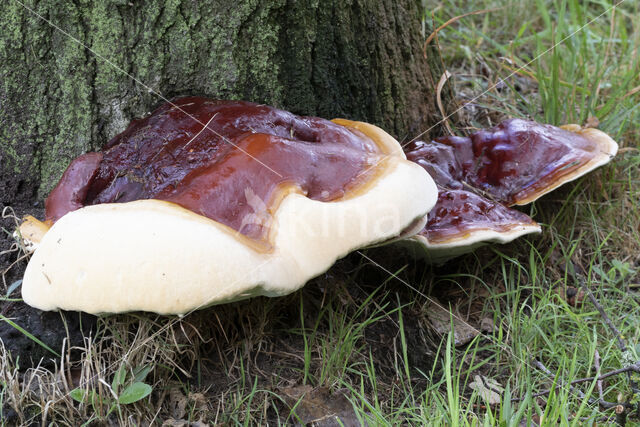 Harslakzwam (Ganoderma resinaceum)