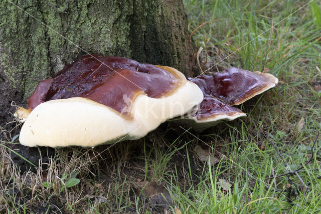 Harslakzwam (Ganoderma resinaceum)